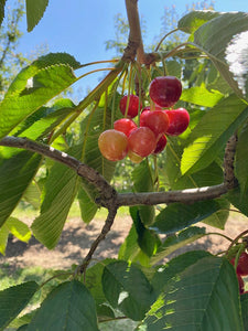 Kiyokawa Orchards fruit share